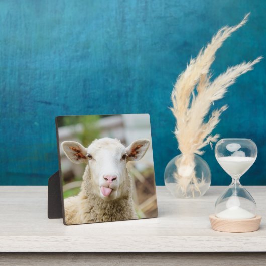 Schapentong show fotoplaat (Insitu)