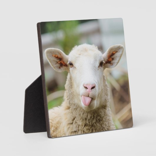 Schapentong show fotoplaat (Voorkant)