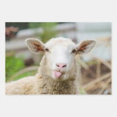 Schapentong show inpakpapier vel (Voorkant)