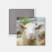 Schapentong show magneet (Voorkant / Achterkant)