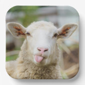 Schapentong show papieren bordje (Voorkant)