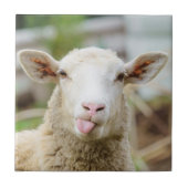 Schapentong show tegeltje (Voorkant)