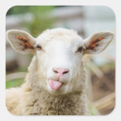 Schapentong show vierkante sticker (Voorkant)