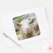 Schapentong show vierkante sticker (Envelop)