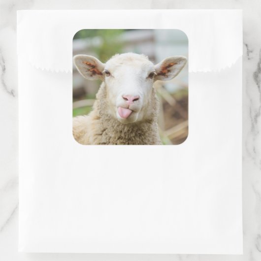 Schapentong show vierkante sticker (Tas)