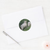 Schapenvlees dat eet, laat de stickers vallen (Envelop)
