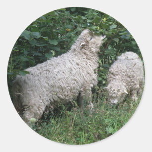 Schapenvlees dat eet, laat de stickers vallen