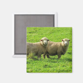 schapenvlees magneet (Voorkant / Achterkant)