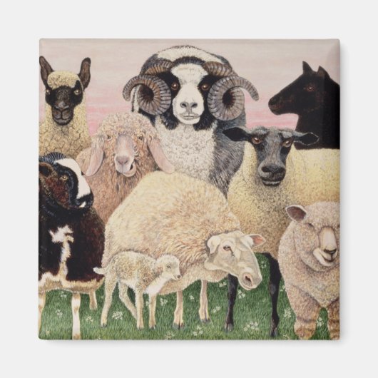 Schapenwerven - Schrappen Magneet (Voorkant)