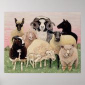 Schapenwerven - Schrappen Poster (Voorkant)