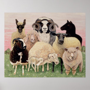 Schapenwerven - Schrappen Poster