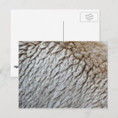 Schapenwol Abstracte Natuur Foto Briefkaart (Voorkant / Achterkant)