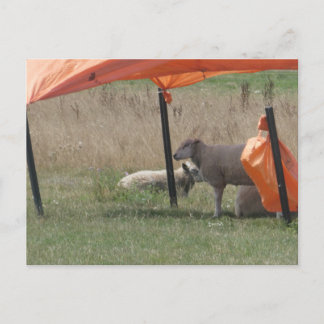 Scharige Schapen in de Schaduw DIY Ansichtkaart Feestdagenkaart