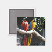 Scharlaken / Blauwe en gouden Macaw Magnet (Voorkant / Achterkant)