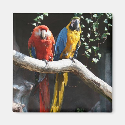 Scharlaken / Blauwe en gouden Macaw Magnet (Voorkant)