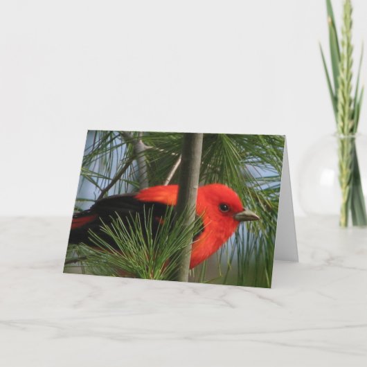 Scharlaken Kaart O'Tanager (Voorkant)