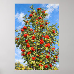 Scharlaken lijsterbesbessen onder een zonovergoten poster