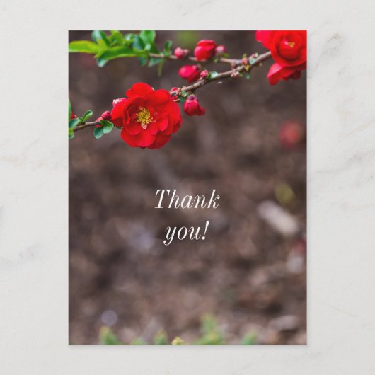 Scharlaken Top Dank je Briefkaart (Voorkant)