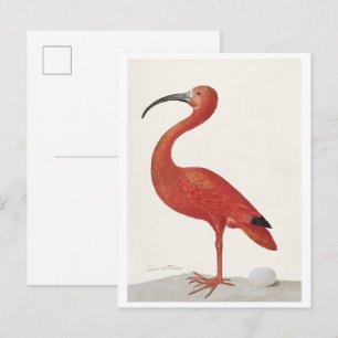 Scharne Ibis met een Ei (1699–1700) door Maria Sib Briefkaart