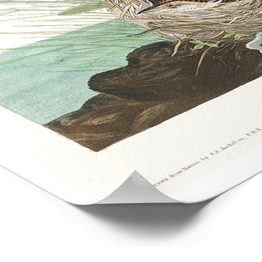 Scharnierende finch van Audubon Poster (Hoek)