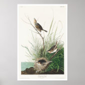 Scharnierende finch van Audubon Poster (Voorkant)