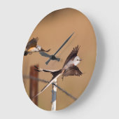 Scharnierende vliegers (Tyrannus Forficatus) Grote Klok (Hoek)