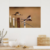 Scharnierende vliegers (Tyrannus Forficatus) Poster (Keuken)