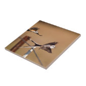 Scharnierende vliegers (Tyrannus Forficatus) Tegeltje (Zijkant)