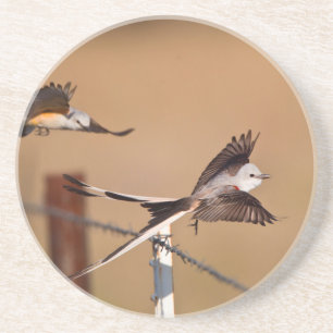 Scharnierende vliegers (Tyrannus Forficatus) Zandsteen Onderzetter