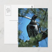 Scharniervluis, mannetje briefkaart (Voorkant / Achterkant)