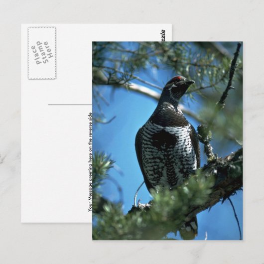 Scharniervluis, mannetje briefkaart (Voorkant / Achterkant)