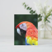 scharrelkop briefkaart (Staand voorkant)