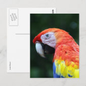 scharrelkop briefkaart (Voorkant / Achterkant)