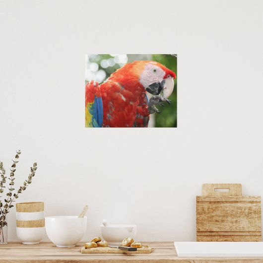 scharrelvoet poster (Keuken)