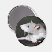 Scharrrelende rat schilderij magneet (Voorkant / Achterkant)