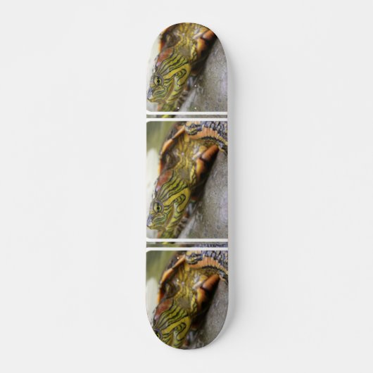 Schatbord voor identificatie van schildpadden skateboard (Voorkant)