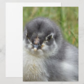 schatje baby (Voorkant / Achterkant)