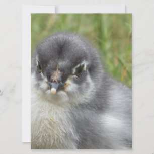 schatje baby