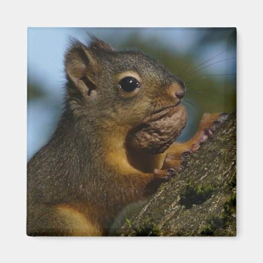 Schatten van een Chipmunk Magneet (Voorkant)