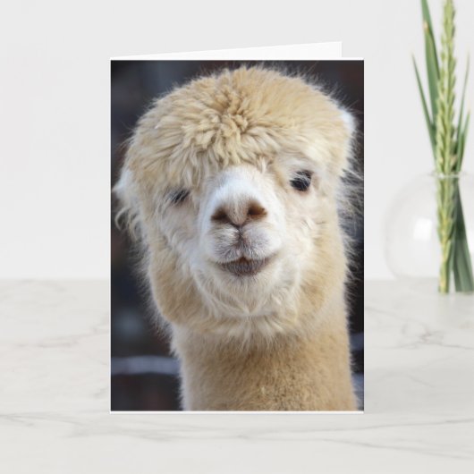 Schattig Alpaca-gezicht Kaart (Voorkant)