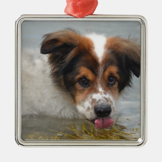 Schattig Australian Shepherd Metalen Ornament (Voorkant)