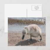 Schattig Baby Briefkaart (Voorkant / Achterkant)