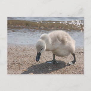 Schattig Baby Briefkaart