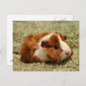 Schattig Baby Briefkaart varkens (Voorkant / Achterkant)