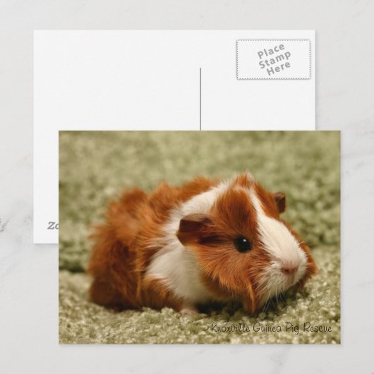 Schattig Baby Briefkaart varkens (Voorkant / Achterkant)