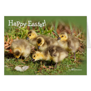 Schattig Baby Canada Gese op de gras