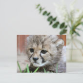 Schattig Baby Cheetah Briefkaart (Staand voorkant)