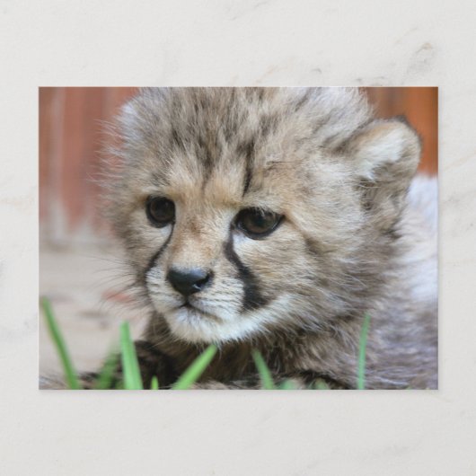 Schattig Baby Cheetah Briefkaart (Voorkant)