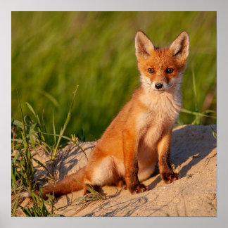Schattig Baby Fox Wildlife Fotografie Poster