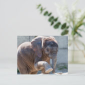 Schattig Baby olifant Briefkaart (Staand voorkant)
